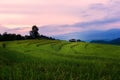 Rice terraces