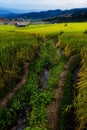 Rice terraces