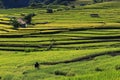 Rice terraces,chiang mai,thailand