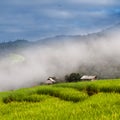Rice terraces in Chiang mai,Thailand