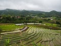 Rice terraces, landscape in Thailand