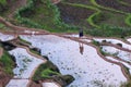 Rice terraces and farmer