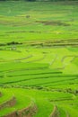 Rice terraces field in Rainning season at Tule