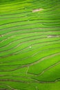 Rice terraces field in Rainning season at Tule Royalty Free Stock Photo