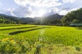 Rice terraces with flower gardens, the most beautiful terraced fields in Thailand Royalty Free Stock Photo