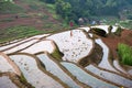 Rice terraces and girl