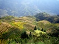 Rice terraces - Guilin - China Royalty Free Stock Photo