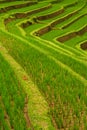 Rice terraces of Jatiluwih, Bali