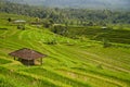 Rice terraces of Jatiluwih, Bali Royalty Free Stock Photo