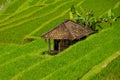 Rice terraces of Jatiluwih, Bali