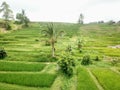 Rice terraces of Jatiluwih in the mountains of Bali Island in Indonesia