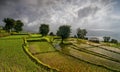 Rice terraces at Koyna Nagar Satara,Maharashtra,India Royalty Free Stock Photo