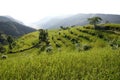 Rice terraces landscape