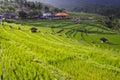 Rice terraces inside a village on Bali, Indonesia Royalty Free Stock Photo