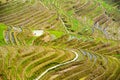 Rice terraces in Longsheng, China Royalty Free Stock Photo