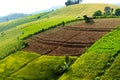 Rice terraces mountain and brown space with farmer hut