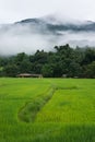 Rice terraces and mountain, Thailand Royalty Free Stock Photo
