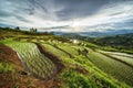 Rice terraces with mountain view