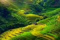 Rice terraces in Mu cang chai, Vietnam. Royalty Free Stock Photo