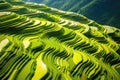 Rice terraces in Mu Cang Chai, YenBai, Vietnam, Top view or aerial shot of fresh green and yellow rice fields.Longsheng or Longji