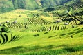 Rice terraces MuCangChai - crop Royalty Free Stock Photo