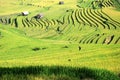 Rice terraces MuCangChai - crop Royalty Free Stock Photo