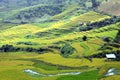 Rice terraces MuCangChai - crop Royalty Free Stock Photo