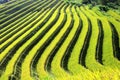 Rice terraces MuCangChai - crop Royalty Free Stock Photo