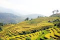 Rice terraces MuCangChai - crop Royalty Free Stock Photo