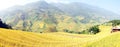 Rice terraces MuCangChai - crop Royalty Free Stock Photo