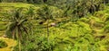 Rice terraces near Ubud, Bali, Indonesia Royalty Free Stock Photo