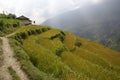 Rice terraces, Nepal