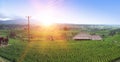 Rice terraces and palm trees. Bali, Indonesia Royalty Free Stock Photo