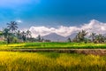 Rice terraces and palm trees among a forest environment with mountains in the background under a cloudy blue sky in Bali, Indonesi Royalty Free Stock Photo