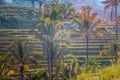 Rice terraces among palm trees Royalty Free Stock Photo