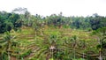 Rice terraces and palm trees in Ubud Bali Royalty Free Stock Photo