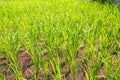 Rice terraces in the Philippines. The rice crops. Rice cultivation in the North of the Philippines, Batad, Banaue. Royalty Free Stock Photo