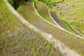 Rice terraces in the Philippines. Rice cultivation in the North Royalty Free Stock Photo