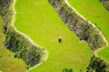 Rice terraces in the Philippines. Rice cultivation in the North Royalty Free Stock Photo