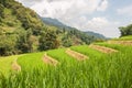 Rice Terraces in Sapa Royalty Free Stock Photo