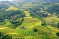 Rice terraces Sapa Royalty Free Stock Photo