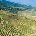 Rice terraces in spring Royalty Free Stock Photo