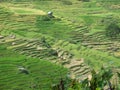 Rice terraces of Tana Toraja in Sulawesi