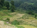 Rice terraces of Tana Toraja in Sulawesi