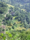Rice terraces of Tana Toraja in Sulawesi