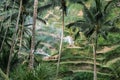 Rice terraces tegalalang. Bali. View of the cascading rice fields against the backdrop of ubude palm trees. Attractions Royalty Free Stock Photo