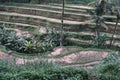 Rice terraces tegalalang. Bali. View of the cascading rice fields against the backdrop of ubude palm trees. Attractions Royalty Free Stock Photo