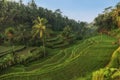 Rice terraces in Tegallalang, Ubud, Bali, Indonesia Crop, Farm, Royalty Free Stock Photo