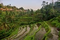 Rice terraces in Tegallalang, Ubud, Bali, Indonesia Crop, Farm,