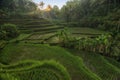 Rice terraces in Tegallalang, Ubud, Bali, Indonesia Crop, Farm,